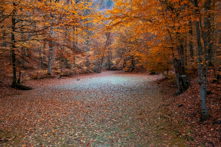 Colorful tree leaves fallen from tree branches. Beautiful autumn views of Yedigoller National Park.の写真素材