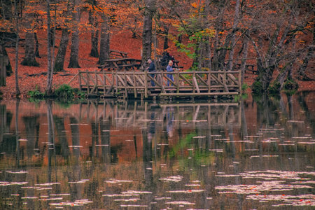 Gorgeous view of colorful leaves falling into the lake. Beautiful autumn views of Yedigoller National Park.の写真素材