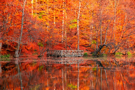 Gorgeous view of colorful leaves falling into the lake. Beautiful autumn views of Yedigoller National Park.の写真素材