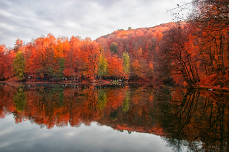 Gorgeous view of colorful leaves falling into the lake. Beautiful autumn views of Yedigoller National Park.の写真素材