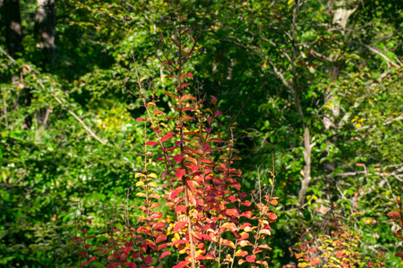 <p>Tree leaves in autumn.</p>
