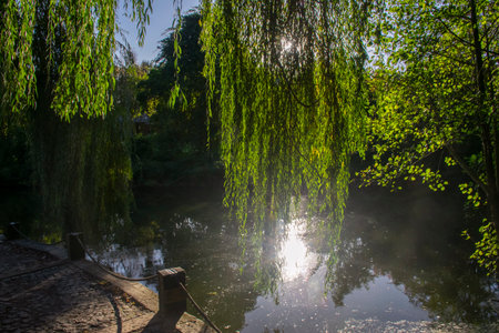 <p>Great view and vines in autumn. Amazing lake in the Arboretum. Ataturk Arboretum Botanic Park in...