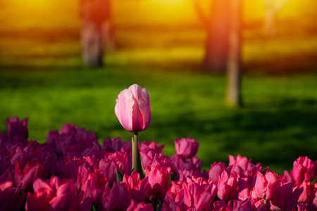 Pink tulip and sunset view.の写真素材