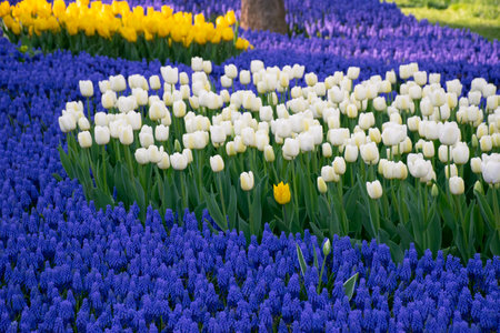 White tulips and blue grape hyacinths (muscari armeniacum) in a park. Yellow and white tulips in selective focus.の写真素材