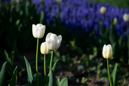 White tulips and blue hyacinths.の写真素材