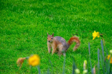 Small and lovely squirrel on a meadow among flowers during warm spring.の写真素材