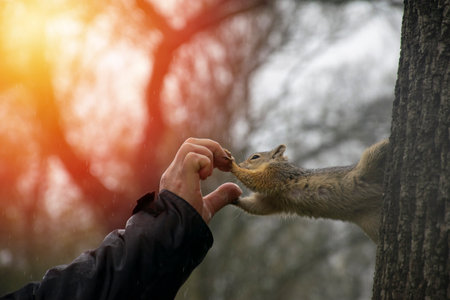 Squirrel takes a nut from a man's hands while sitting on a tree.の写真素材