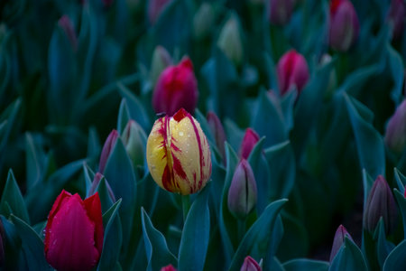 Beautiful yellow tulips with water droplets for background.
