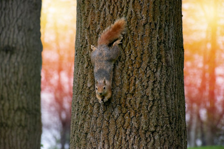 Small red squirrel descends the trunk of a tree down to the ground for food in a wooded area. Fluffy squirrel living in a city park boldly climbs a tree in search of food.の写真素材