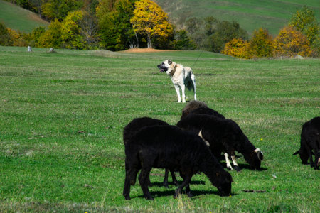 An Turkish Kangal dog works the sheep in the plateau.