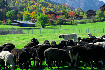 Lambs and goats grazing in meadows around Savsat Plateau in Artvin. Lambs and goats grazing in...
