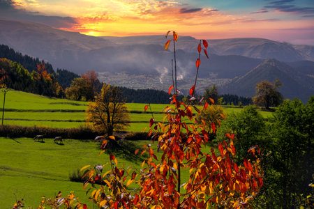 Herd of animals grazing behind trees in autumn. Autumn landscapes with animals in Sunset.の写真素材