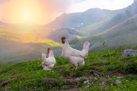 Chickens grazing in the greenery at sunset.の写真素材