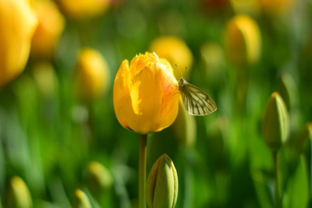 The blooming yellow tulips and butterfly in the springの写真素材