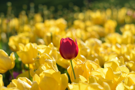 The blooming yellow tulips and red tulip in the springの写真素材