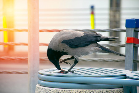 Crow eating fish. Crow with fish in mouth.