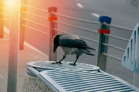 Crow eating fish. Crow with fish in mouth.