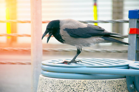 Crow eating fish. Crow with fish in mouth.の写真素材