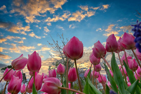 Close up shot of pink tulips in Emirgan Park. The blooming pink tulip in the spring. Pink flower...