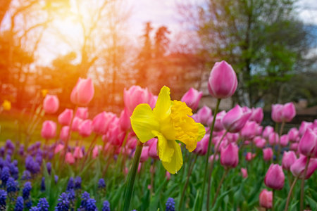 Close up shot of yellow daffodil in Emirgan Park. The blooming yellow daffodil in the spring. Yellow flower daffodil lit by sunlight.の写真素材