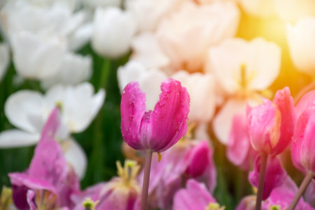 Pink tulips with water droplets. Close up shot of pink tulip in Emirgan Park. Pink tulips lit by sunlight.の写真素材