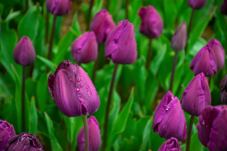 Purple tulips with water droplets in Sunset. Close up shot of purple tulip in Emirgan Park. Purple tulips lit by sunlight.の写真素材