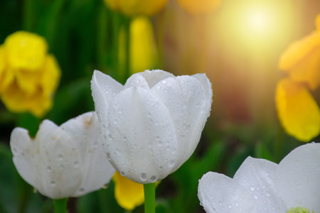 White tulips with water droplets in Sunset. Close up shot of white tulip in Emirgan Park. White tulips lit by sunlight.の写真素材