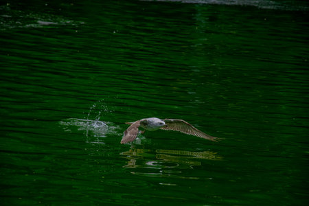 Seagull taking off on the lake with water splashing. The close-up view of a seagull taking off from...