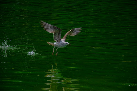Seagull taking off on the lake with water splashing. The close-up view of a seagull taking off from the green water..の写真素材