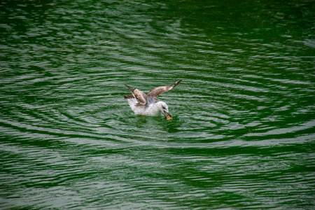 Seagull floating in the water catching a piece of bread.の写真素材