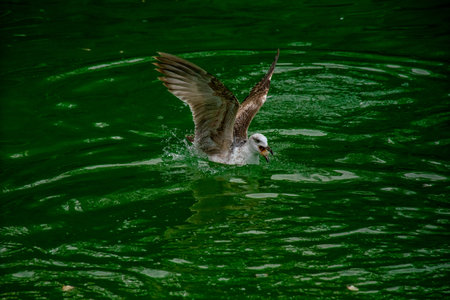 Seagull floating in the water catching a piece of bread.の写真素材