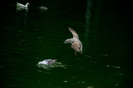 Seagull flying over the lake. Seagulls playing in the sea, taking off, floating.の写真素材