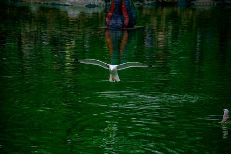 Seagull flying over the lake. Seagulls playing in the sea, taking off, floating.の写真素材
