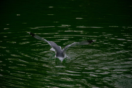 Seagulls dive into the water. Seagulls playing in the sea, taking off, floating.の写真素材