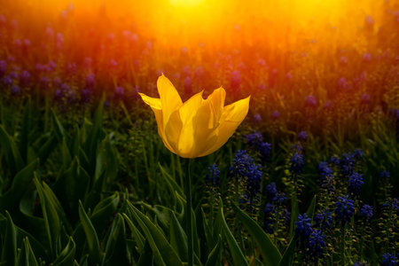 Amazing yellow tulip flowers blooming in a tulip field, blurry tulip flowers in the sunset light.の写真素材