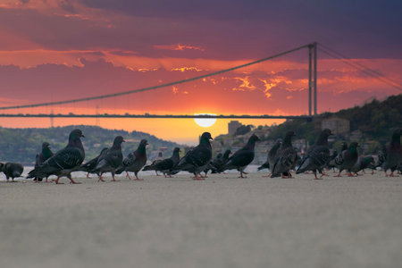 Pigeons on the Bosphorus at sunset and view of the Bosphorus and Fatih Sultan Mehmet Bridgeの写真素材