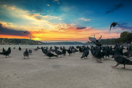 Pigeons on the Bosphorus at sunset and view of the Bosphorus and Fatih Sultan Mehmet Bridge. High Quality Pigeon Photos in The Istanbul City.の写真素材