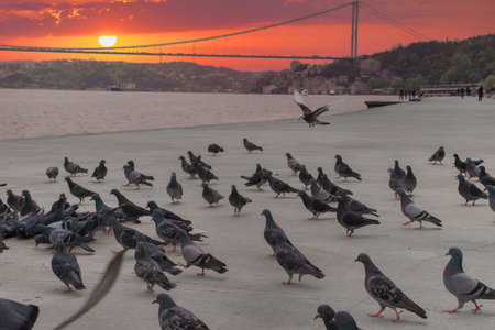 Pigeons on the Bosphorus at sunset and view of the Bosphorus and Fatih Sultan Mehmet Bridge. High Quality Pigeon Photos in The Istanbul City.の写真素材