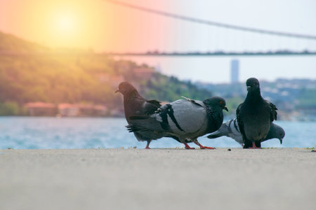 Pigeons on the Bosphorus at sunset and view of the Bosphorus and Fatih Sultan Mehmet Bridge. High...