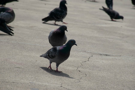 Pigeons on the Bosphorus and the view of the Bosphorus and Fatih Sultan Mehmet Bridge in the background. High Quality Pigeon Photos in The Istanbul City.の写真素材