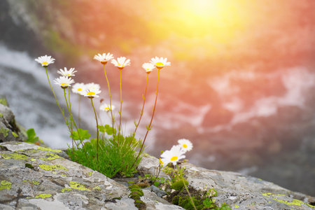 Daisy blooming on foggy rocks..の写真素材