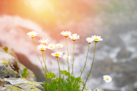 Daisy blooming on foggy rocks..の写真素材