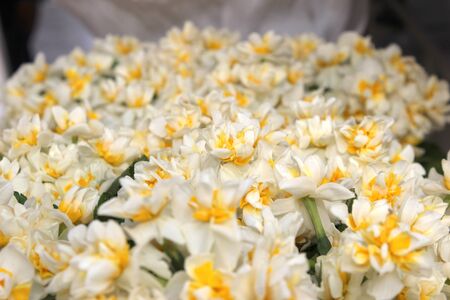 flower, nature, amaryllis, leaf, detail, white, yellow, green, plantの写真素材