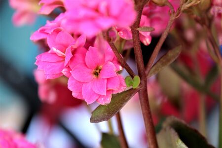 pink spring flowers on the blur backgroundの写真素材