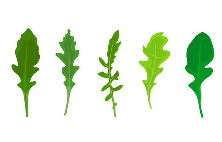 Set of arugula leaves in different shades of green, isolated on a white backgroundのイラスト素材