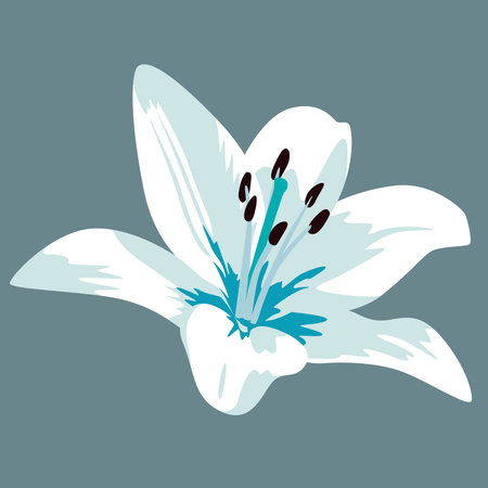 White lily isolated on gray background.のイラスト素材