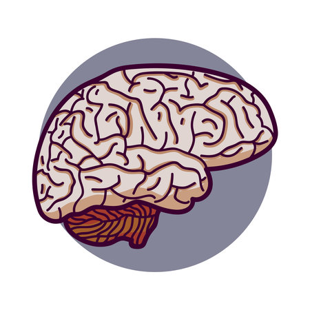 human brain icon or logo. human brain in cartoon style. Isolated on white background, there is a place for an inscriptionのイラスト素材