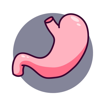 Healthy human stomach icon. human stomach in cartoon style. Can be used as an icon or logo in medicine. Isolated on white background, there is a place for an inscriptionのイラスト素材
