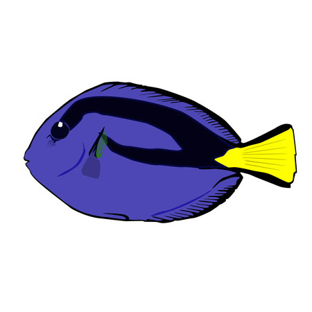 Fish is a blue surgeon.Violet fish isolated on a white background, there is a place for description.Tropical saltwater fishのイラスト素材