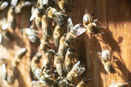 Close up shot of bees on apiaryの写真素材